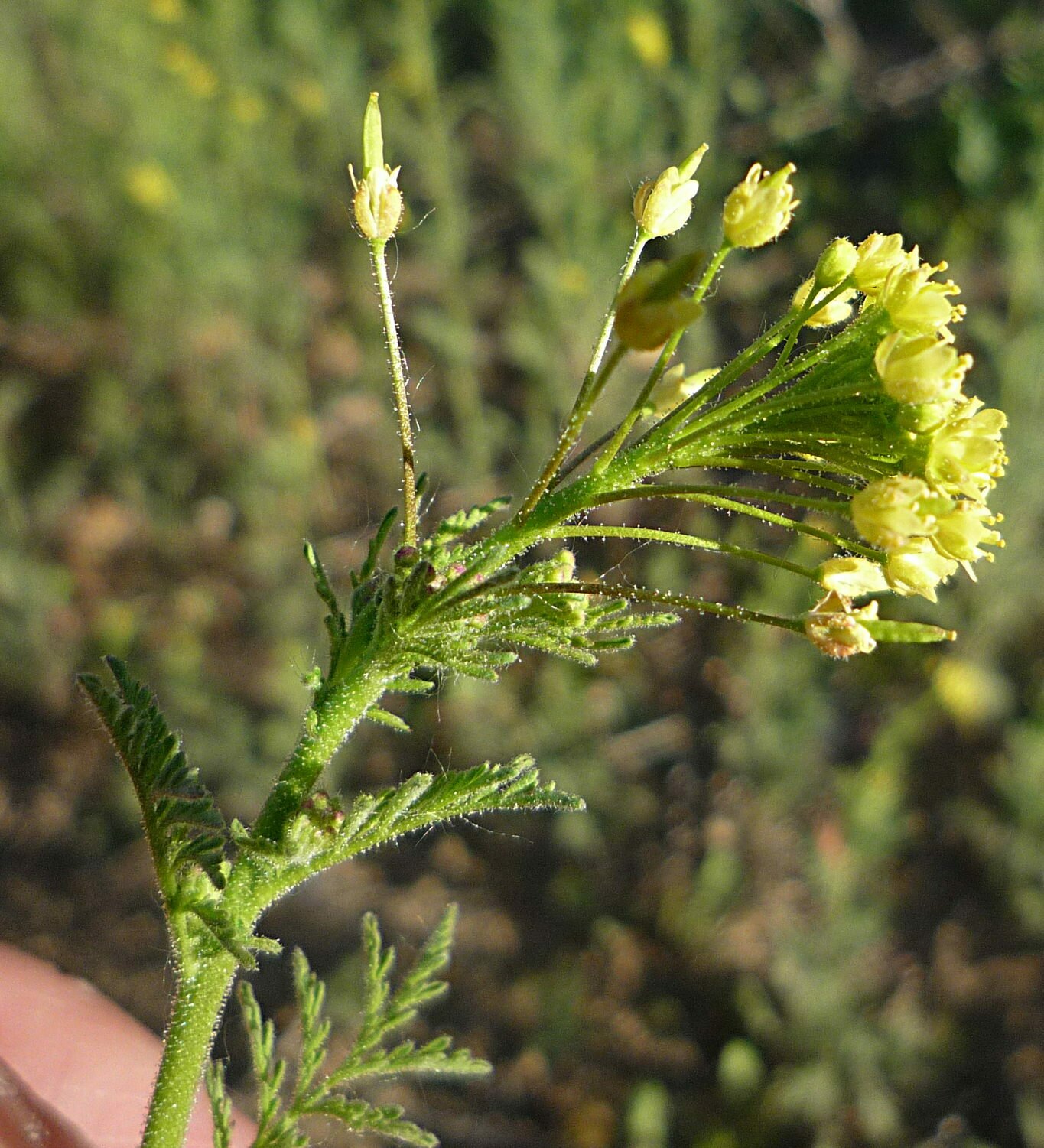 High Resolution Descurainia pinnata Flower